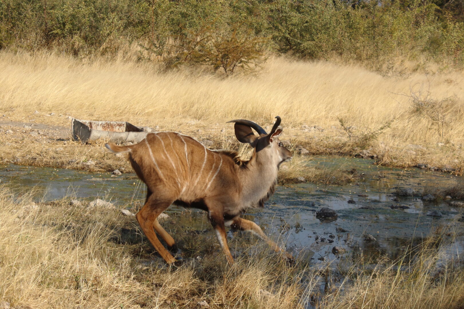 The Definitive Guide to Hunting Safaris at Gelnhausen