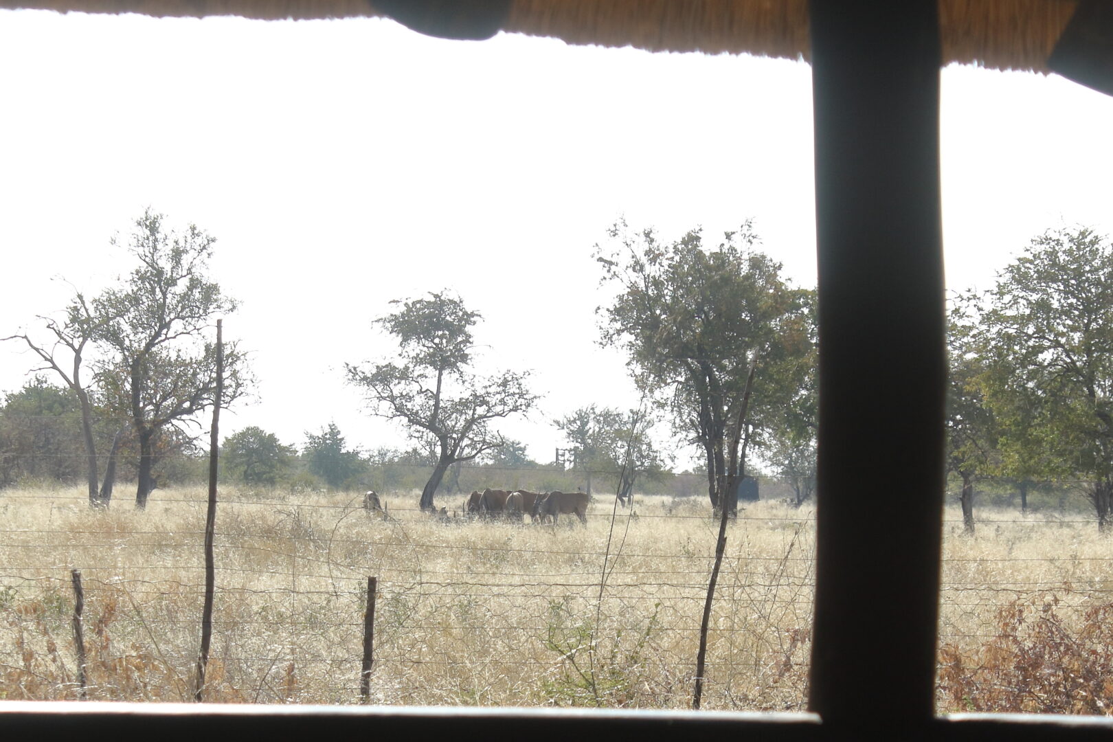 The Serene Heart of Gelnhausen: Wildlife Viewing from the Lapa.